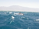 Freunde im Meer