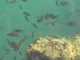 Fische im G�kova Golf