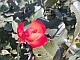 Wilder Mohn im Garten